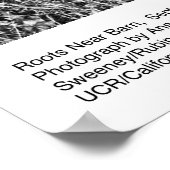 ルーツニアバーン、1965年9月Ansel Adams ポスター (角)