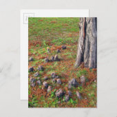 ルーツ付き木で自然撮影 ポストカード (正面/裏面)