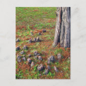 ルーツ付き木で自然撮影 ポストカード (正面)