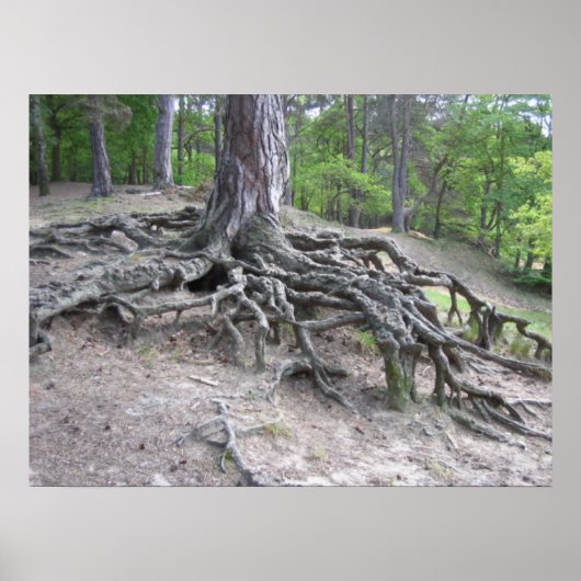 ルーツ ポスター (正面)