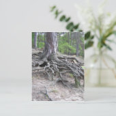 ルーツ ポストカード (スタンド正面)