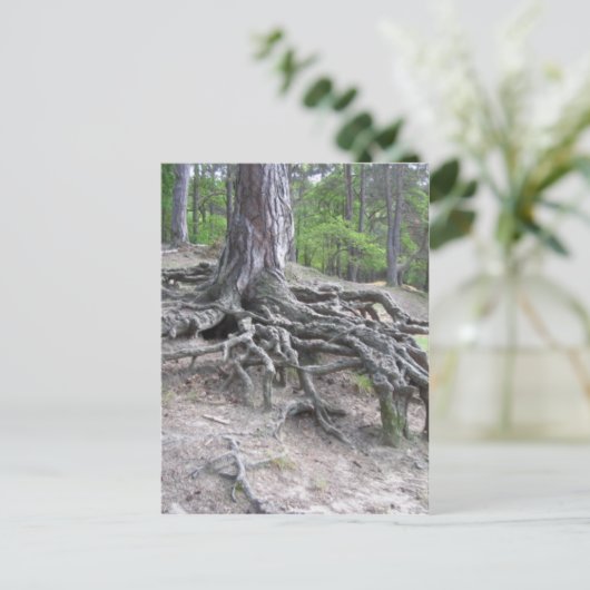 ルーツ ポストカード (スタンド正面)