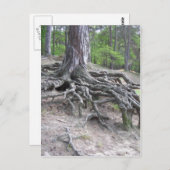 ルーツ ポストカード (正面/裏面)