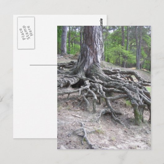 ルーツ ポストカード (正面/裏面)
