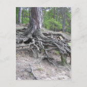 ルーツ ポストカード (正面)