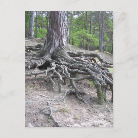 ルーツ ポストカード (正面)