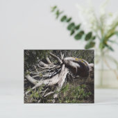 ルーツ ポストカード (スタンド正面)