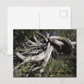 ルーツ ポストカード (正面/裏面)