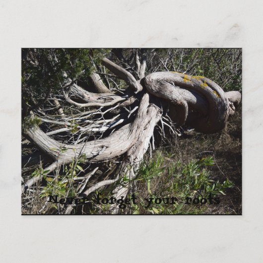 ルーツ ポストカード (正面)