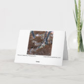 "ルーツ"切り取った木、松の針、森林床 カード (裏面)