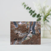 "ルーツ"切り取った木、松の針、森林床 ポストカード (スタンド正面)