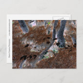 "ルーツ"切り取った木、松の針、森林床 ポストカード (正面/裏面)