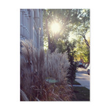 ルーテオドール