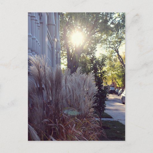 ルーテオドール ポストカード (正面)