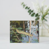 ルートヴィジアのスフィンクス・モスキャタピラ ポストカード (スタンド正面)