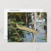 ルートヴィジアのスフィンクス・モスキャタピラ ポストカード (正面/裏面)