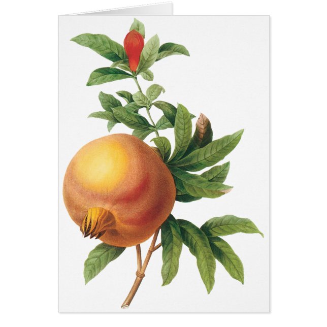 ルードゥートのヴィンテージ フード フルーツ、ザクロ (正面)