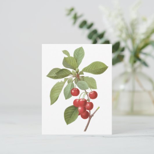 ルードゥートの招待によるヴィンテージ フルーツ、赤いさくらんぼ (スタンド正面)