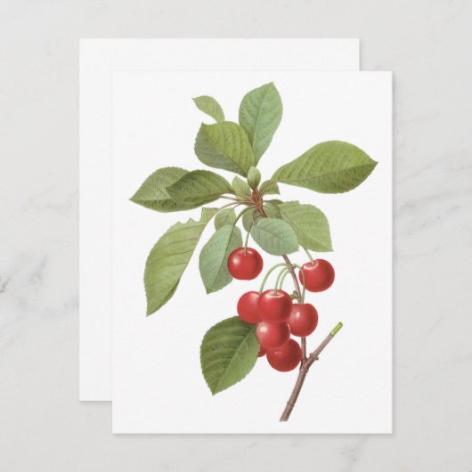 ルードゥートの招待によるヴィンテージ フルーツ、赤いさくらんぼ (正面/裏面)