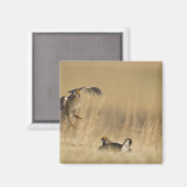 ルーパー郡のレックにいる雄の Prairie Chicken マグネット (正面/裏面)