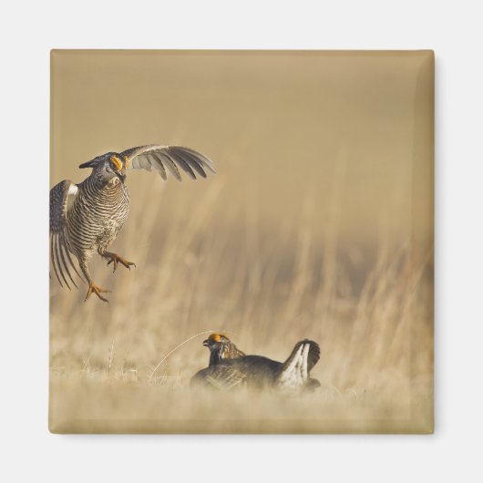 ルーパー郡のレックにいる雄の Prairie Chicken マグネット (正面)