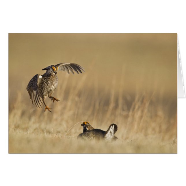 ルーパ郡のレックにいる雄の Prairie Chicken (正面横)