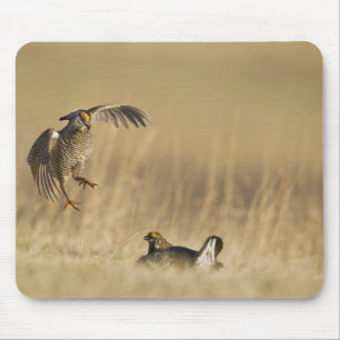 ルーパ郡のレックにいる雄の Prairie Chicken マウスパッド