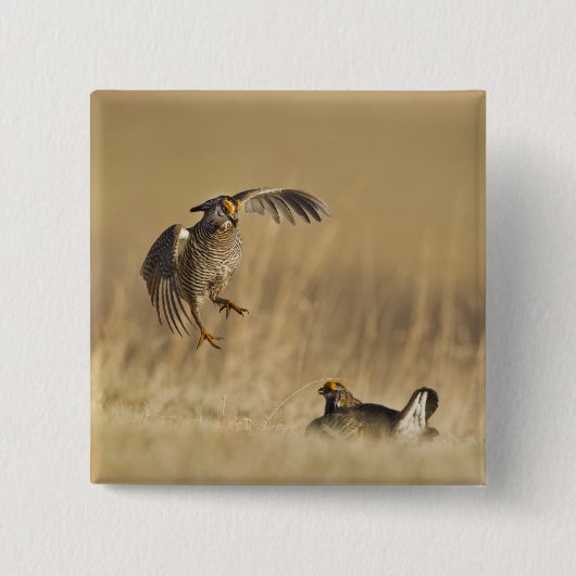 ルーパ郡のレックにいる雄の Prairie Chicken 缶バッジ (正面)