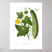 ルーファ ポスター (正面)