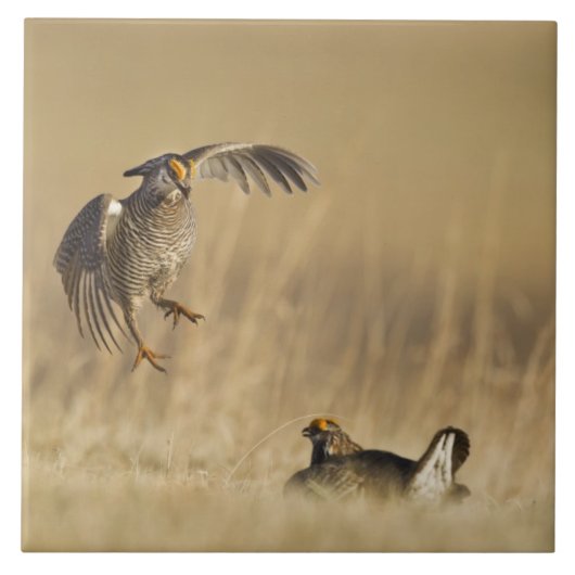 ルーブ郡のレックにいる雄の Prairie Chicken タイル (正面)