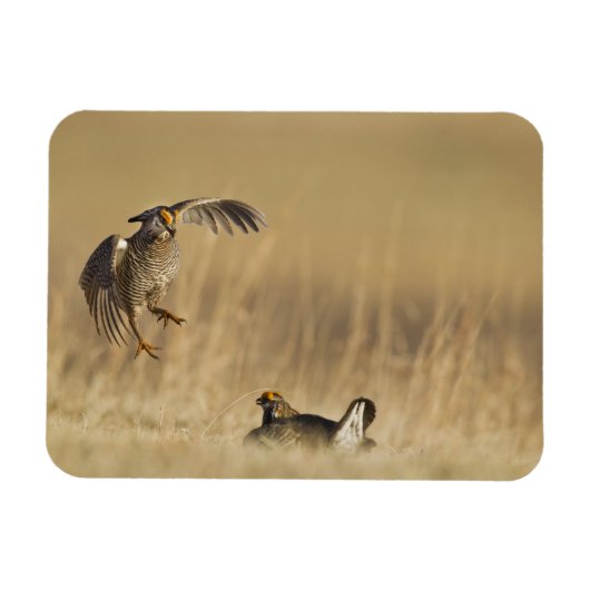 ルーブ郡のレックにいる雄の Prairie Chicken マグネット (横)