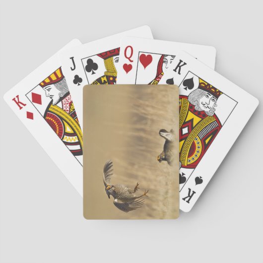 ループ郡のレックでの雄のプレーリーニョクリ トランプ (裏面)