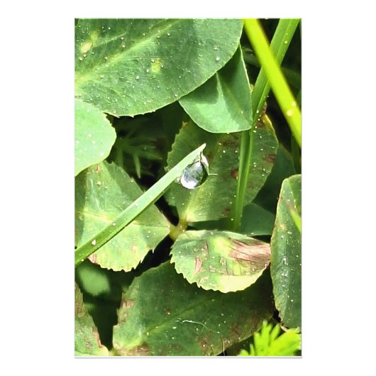 ルーマニアのグリーンリーブス - 植物の葉の壁画 フォトプリント            (正面)