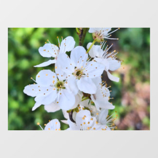 ルーマニアの春に咲く花の木 – 桜の写真 ウィンドウサイン