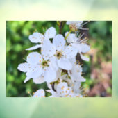 ルーマニアの春に咲く花の木 – 桜の写真 ウィンドウサイン (シート3)