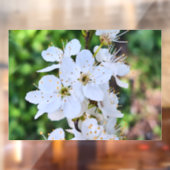 ルーマニアの春に咲く花の木 – 桜の写真 ウィンドウサイン (シート2)