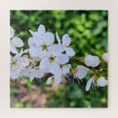 ルーマニアの春に咲く花の木 – 桜の写真 ジグソーパズル (横)