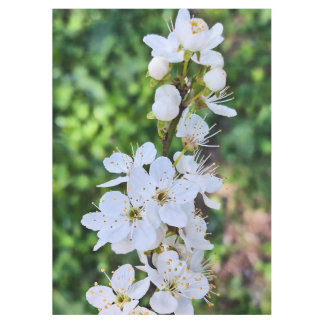 ルーマニアの春に咲く花の木 – 桜の写真 テーブルクロス