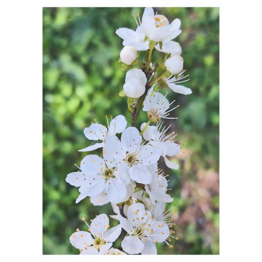 ルーマニアの春に咲く花の木 – 桜の写真 テーブルクロス (正面)