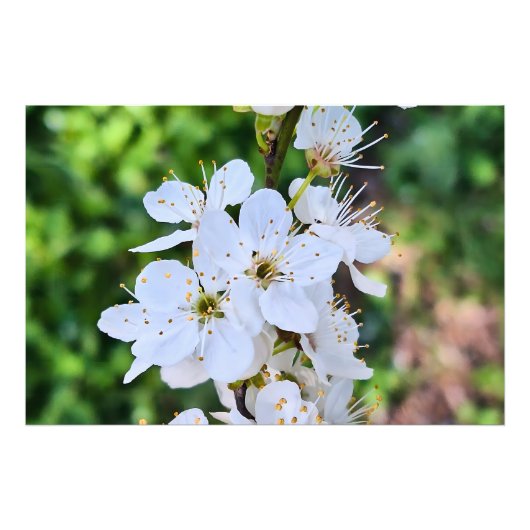 ルーマニアの春に咲く花の木 – 開花のフォトグラフィー フォトプリント (正面)