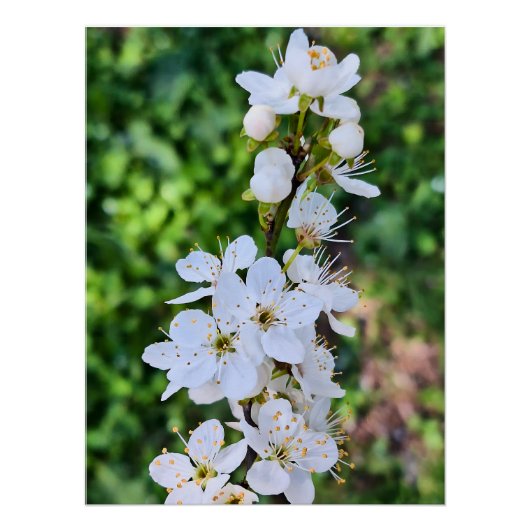 ルーマニアの春に咲く花の木 – 開花のフォトグラフィー ポスター (正面)
