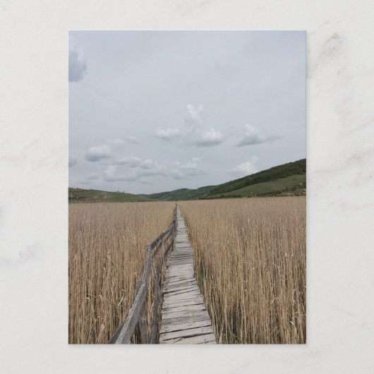 ルーマニアの沼の葦 ポストカード (正面)