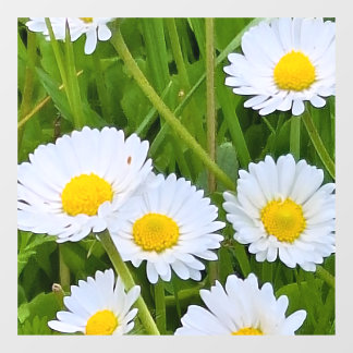 ルーマニアの野生の庭の花 - 自然写真 ウィンドウサイン