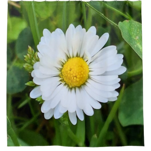 ルーマニアの野花 – 植物のマクロフォトグラフィー シャワーカーテン (正面)