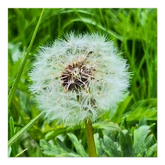 ルーマニア産野生タンポポの植物マクロ写真 ポスター (正面)