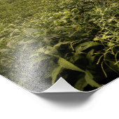 ルーラルアメリカーナノースカロライナ フォトプリント            (角)