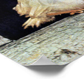 レアアルビノロビン ポスター (角)