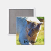 レアカーモードベア（スピリットベア）野生生物デザイン マグネット (正面/裏面)