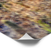 レアカーモードベア(Spirit Bear)写真 ポスター (コーナー)