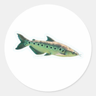 レアジャイアントベリダフィッシュ - インドネシアの淡水魚 ラウンドシール